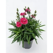 Expert Gardener Dianthus 1.5 Gallon Live Plant