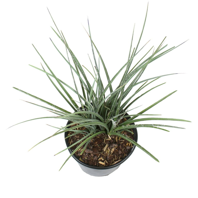 Expert Gardener Red Yucca, 30