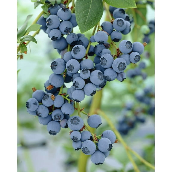 Blue Crop Blueberry Plant - 2.5" Pot - Large/Delicious/Midseason - No Shipping to Washington State or Oregon