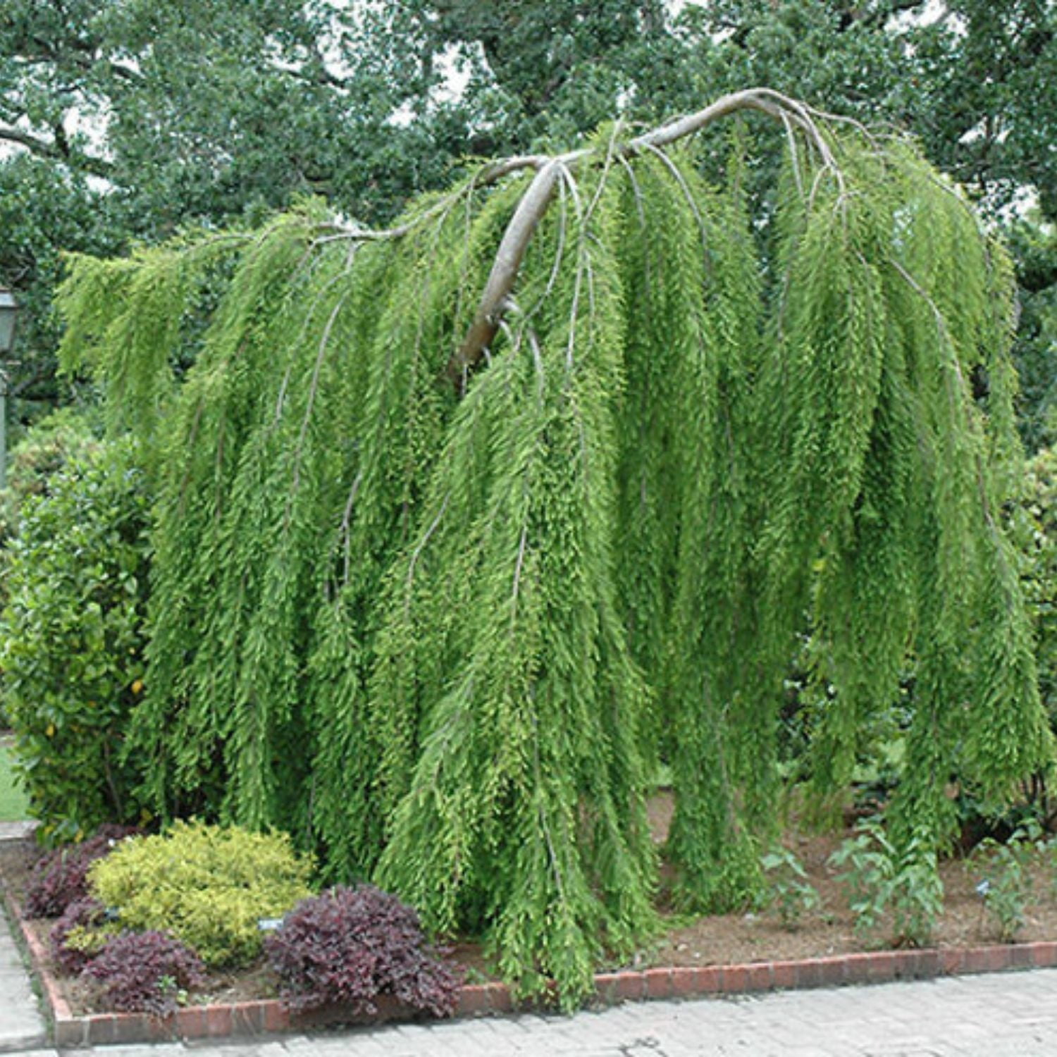 Expert Gardener Bald Cypress Falling Waters Tree in 1 gal Grower Pot