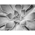 thumbnail image 2 of Frank, Assaf 14x12 White Modern Wood Framed Museum Art Print Titled - Succulent plant, 2 of 4
