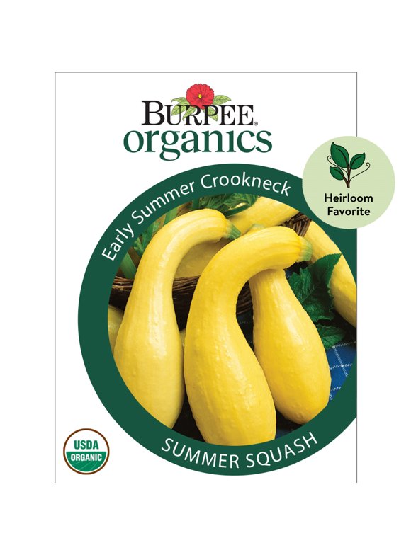 Squash Seeds in Seed Gardening