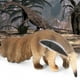 thumbnail image 5 of Delicada figura de animal de oso hormiguero animales de juguete realistas regalos de artesanía educativa para niños y niñas ANGGREK Otros, 5 of 8