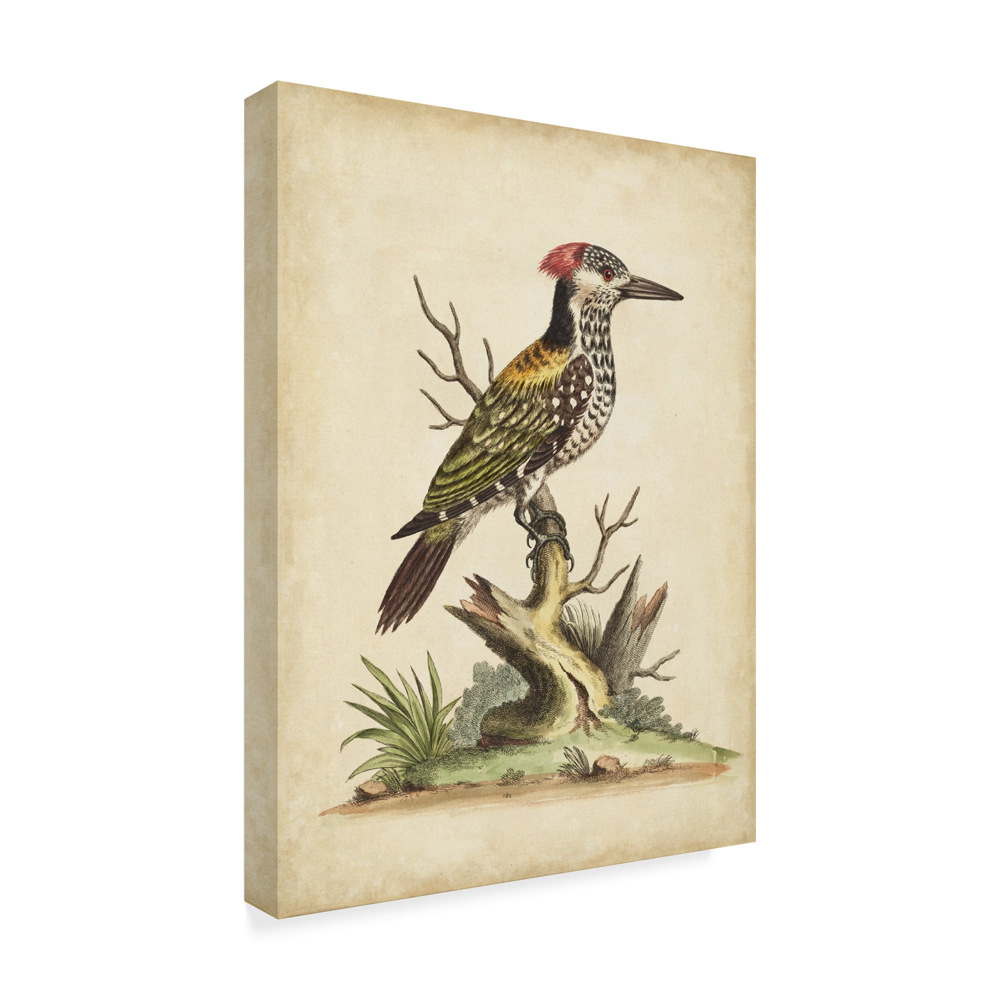 Trademark Fine Art 'Edwards Woodpecker' Canvas Art by George Edwards