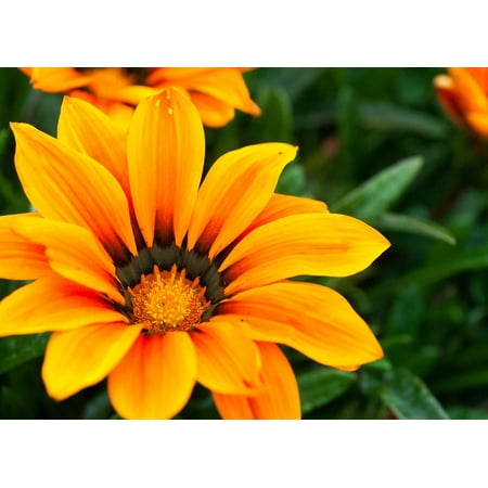 Pretty Petals Scented Flower - LAMINATED POSTER Petal Orange Outdoors Flower Yellow Pretty Poster Print 24 x 36