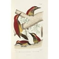 thumbnail image 2 of Alfred Malherbe 17x24 Black Ornate Framed Double Matted Museum Art Print Titled: Monograph of Picidae Pl41 (1861-1862), 2 of 5