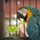 thumbnail image 3 of Alimentador colgante de acero inoxidable para mascotas, pájaros, loros, comida, verduras, soporte para frutas, pincho de juguete, 2 uds., 3 of 5