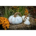 thumbnail image 2 of Athena Garden Cinderella Pumpkin - Set of 3, 2 of 2
