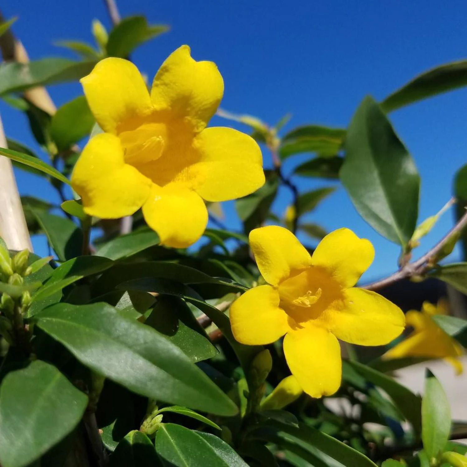 Expert Gardener Carolina Jessamine (2.5 Gallon) Semi-Evergreen Blooming Vine with Yellow Flowers - Full Sun to Part Sun Live Outdoor Plant