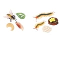 thumbnail image 1 of Ciempiés de Educación Temprana Yotijar Juguetes de Imaginación Cognitiva Juego de Crecimiento de Insectos para Niños, 1 of 9