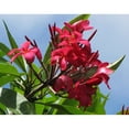 thumbnail image 5 of Hawaiian 10" Live Red Ula`ula Plumeria (Frangipani) Plant Cutting ( 1 Count) Unrooted  Long Sun, 5 of 6