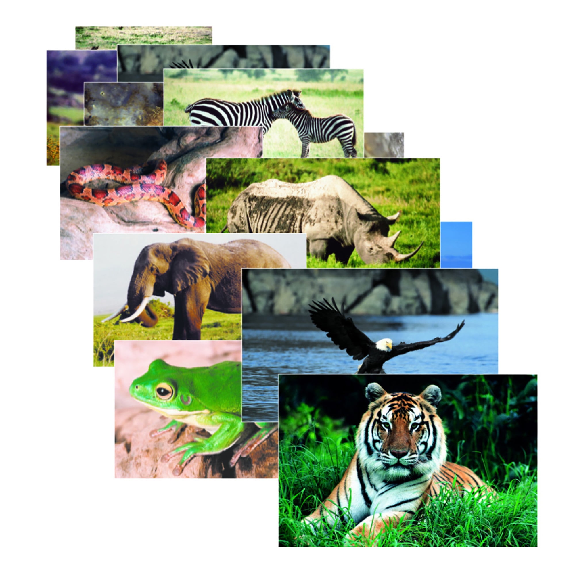 Stages Learning Materials Wild Animals Poster Set, Set of 10 