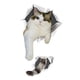 thumbnail image 2 of Pegatina para Inodoro de Gato de Dibujos Animados, Mural para Asiento de Inodoro, Pegatina Divertida para Tapa de Inodoro Impermeable, Pegatina Divert 19cmx32cm, 2 of 8