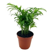 Bamboo Palm, Chamaedorea Parlor Palm, Clustered Reed Palm, Cane Palm in 4 inch Pot