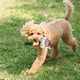 thumbnail image 2 of Juguete Para Perros De Cordero Y Cuerda De Tenis. Juguete Interactivo Para Perros., 2 of 8