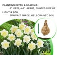 thumbnail image 6 of White Lion Double Daffodils, 5 Bulbs - White & Yellow Narcissus Flowers - Attracts Bees & Butterflies - Spring Blooming, Easy to Grow & Maintain, 6 of 6