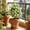 White, variant on TOUMENY Artificial Dandelions Ball Topiary Tree, 18.1in Yellow Plastic Faux with Ground Stake, Lifelike Fake Ball for Garden Decor Outdoor Porch Balcony, Yellow
