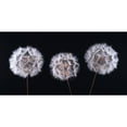 thumbnail image 3 of Frank, Assaf 18x11 Black Modern Framed Museum Art Print Titled - Dandelion Clock on black background, 3 of 5