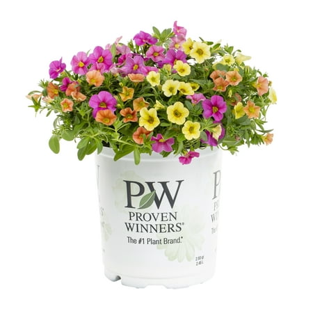 Proven Winners 2.5QT Multicolor Calibrachoa Live Plants with Grower Pot