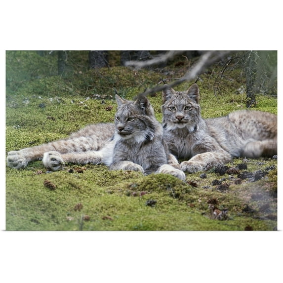 Great BIG Canvas | "Pair Of Lynx Rest In Dense Spruce Forest, Denali National Park, Interior Alaska" Art Print - 36x24