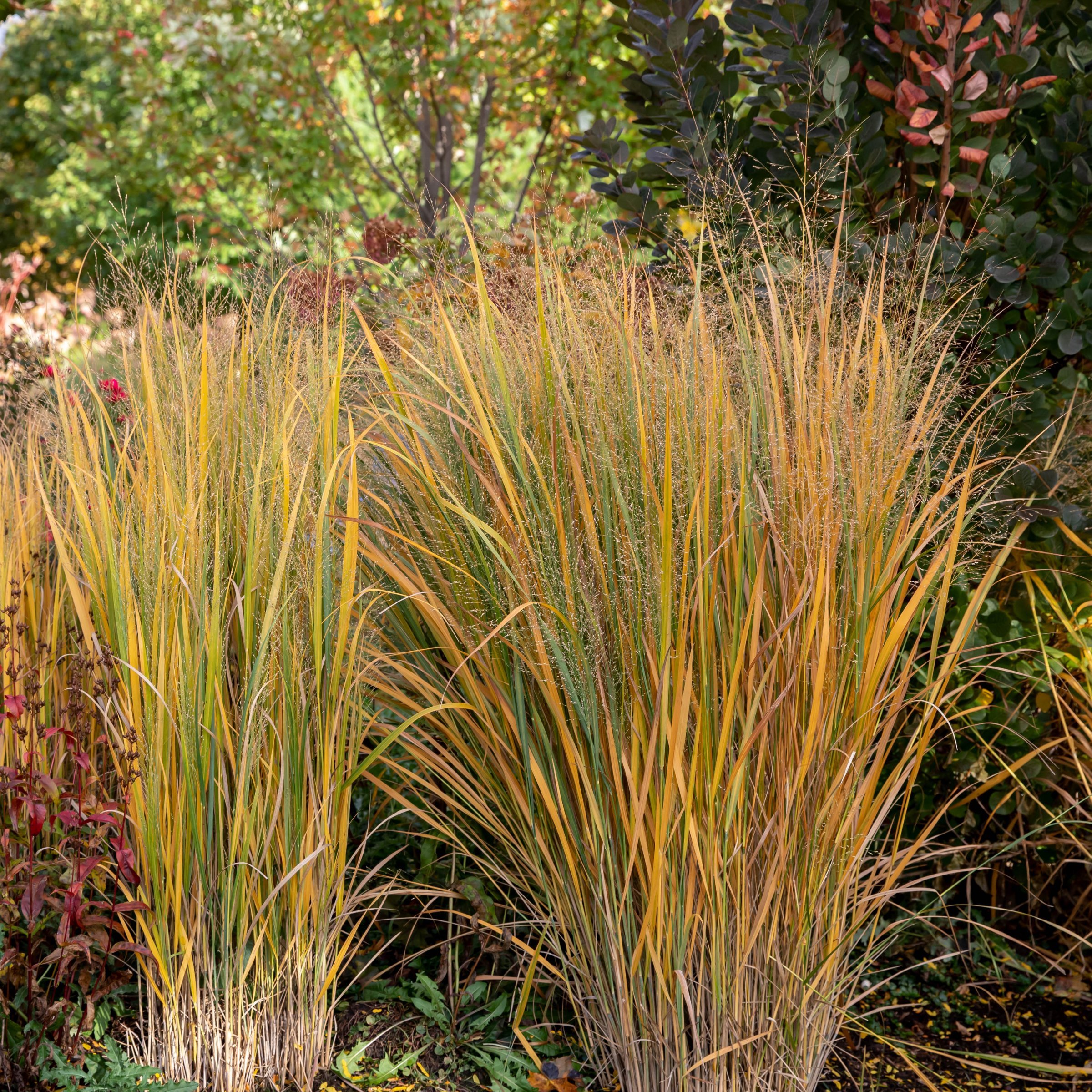National Plant Network 4 in. Panicum Heavy Metal Grass (3-Pack)