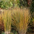thumbnail image 5 of National Plant Network 4 in. Panicum Heavy Metal Grass (3-Pack), 5 of 10
