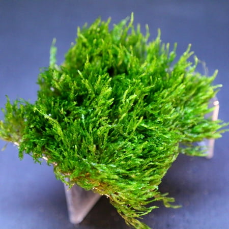 flame moss pad 3 quot x 3 quot live aquarium plants water low low light moss aquarium