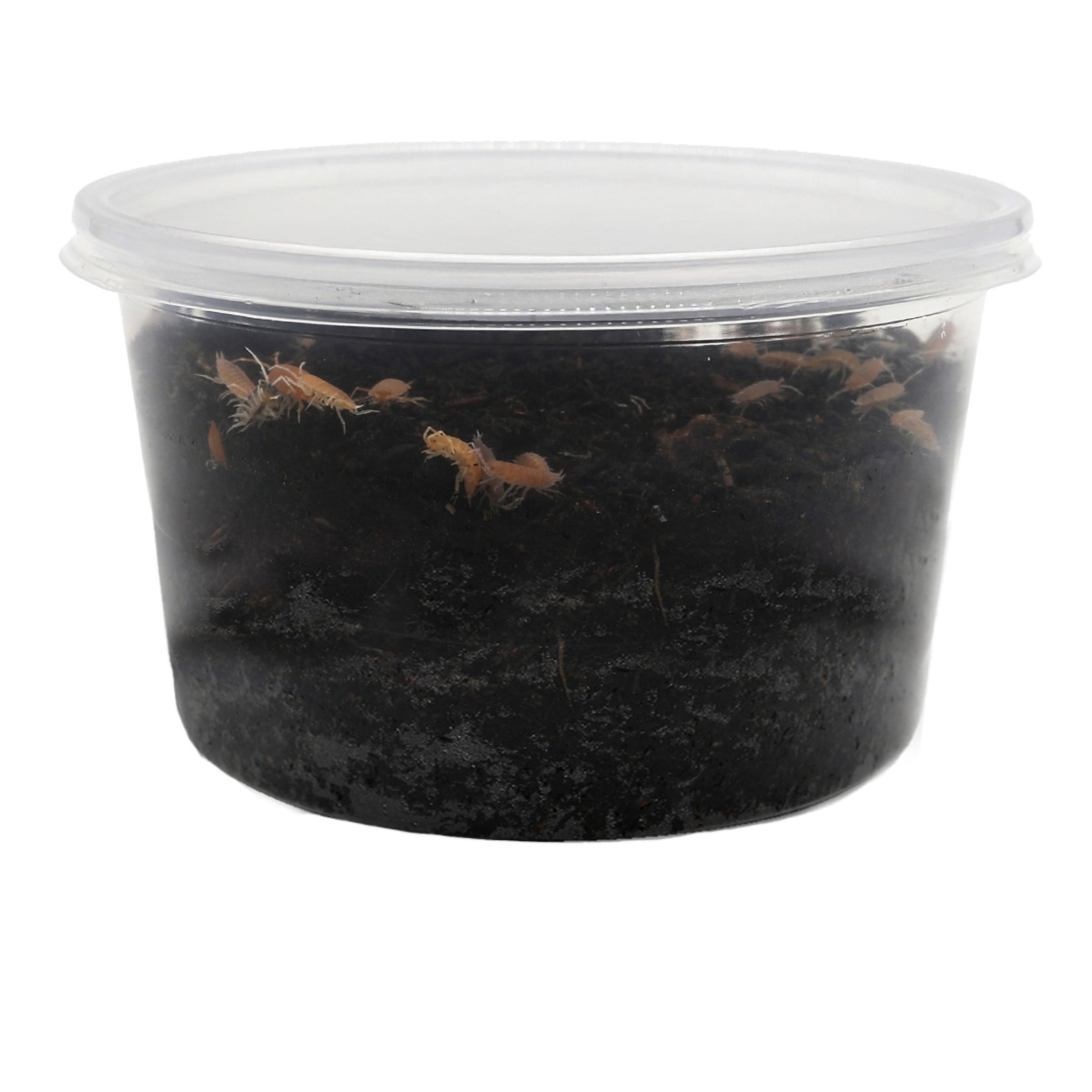 ReptiCulture Party Mix Isopod 10 ct