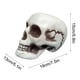thumbnail image 3 of Xihbxyly Esqueleto de Halloween, Cabeza de Calavera de Plástico Realista, Decoración Espeluznante, Ideal para Fiestas y Bares, Uso En Interiores y Exteriores, Seguro y Ecológico, Tamaño 13 X 15 X 19, 3 of 7