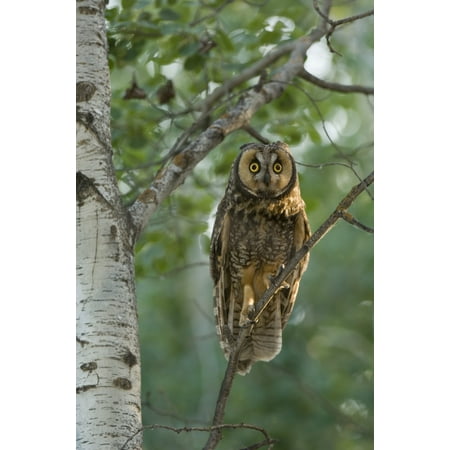 Owl Pic Art Long-Eared Owl (Asio Flammeus) Saskatchewan Canvas Art - Rebecca Grambo Design Pics (12 x 18) ()