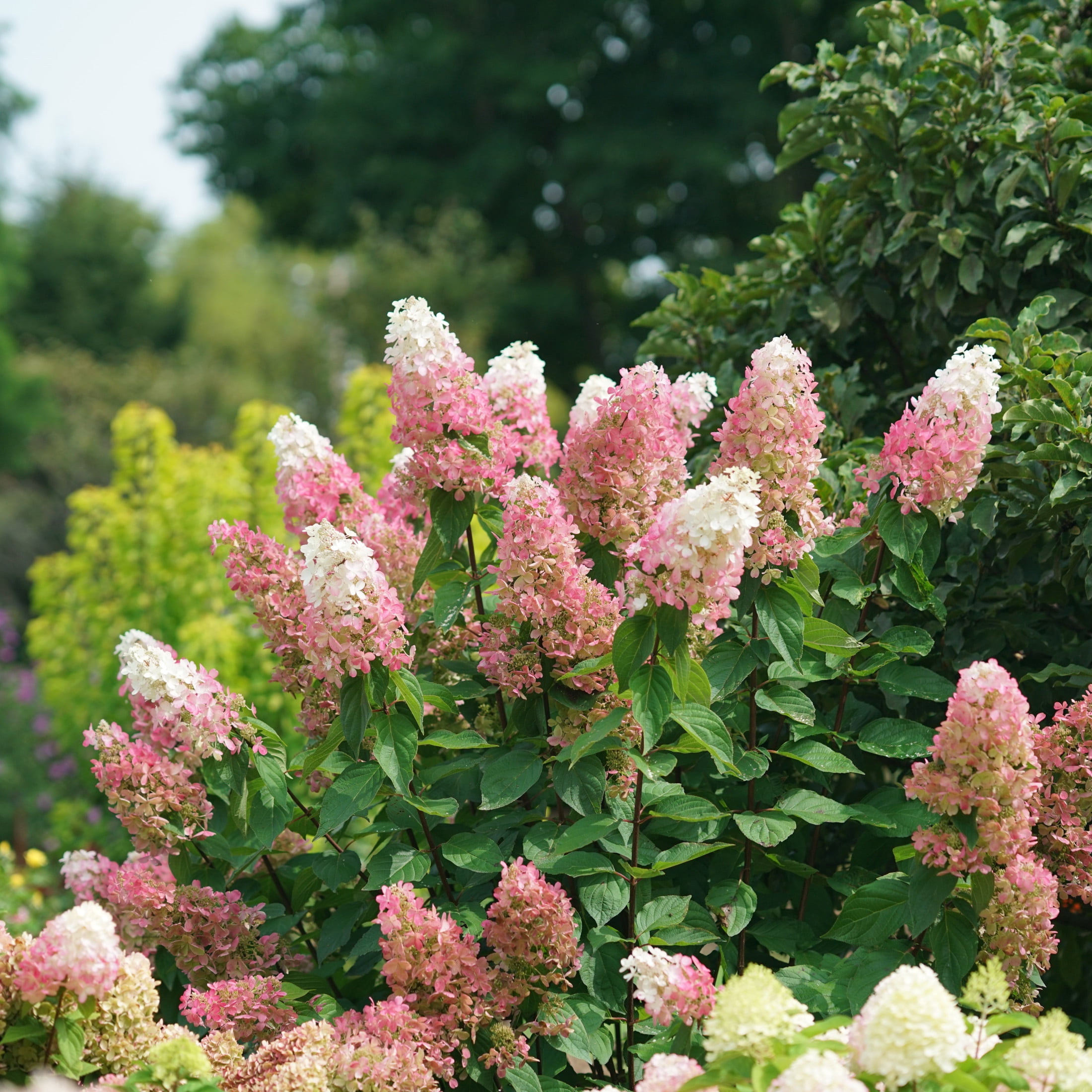 Proven Winners ColorChoice 5" Pinky Winky Prime Panicle Hydrangea Live Plant in 4.5" Pot (4 Count)