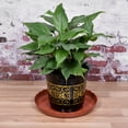 thumbnail image 5 of Uxcell 12" Plastic Wave Round Plant Pot Saucer Flower Drip Tray, Red 6 Pack, 5 of 5