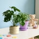 thumbnail image 1 of Simulation Plants Decorative Small Potted Plants Office Living Room Desktop Indoor Bonsais Ornaments Bionics Fake Flowers And Greenerys, 1 of 6