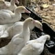 thumbnail image 3 of Paquete de 4 Comederos para Patos, Cerca Colgante, Comedero para Ganso y Pavo, Color Negro, con Clips, 3 of 5