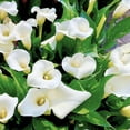 thumbnail image 2 of National Plant Network Calla Lily White Flirt Bulbs (6-Pack), 2 of 10