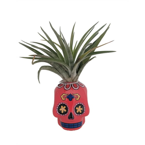 Red Sugar Skull Planter with Live Tillandsia Air Plant - 3" x 3"