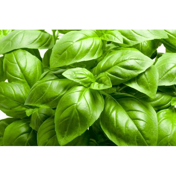 Large Leaf Basil Seeds | Non-GMO Heirloom Herb Vegetable Garden Seeds