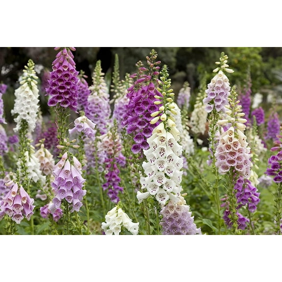 Foxglove Mix Digitalis Purpurea Nice Garden Flower Seeds by Seed Kingdom (1 OZ Seeds)
