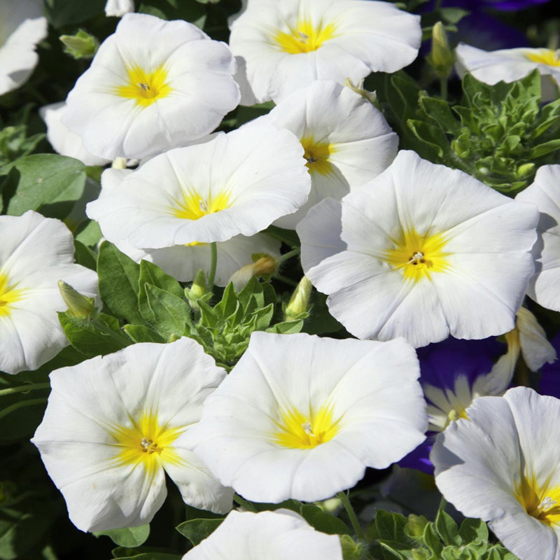 30 Morning Glory Seeds - Perennial Flowers -, Self-Pollinating - for Summer/Early Fall Planting - Enhance Your Garden with Blooms