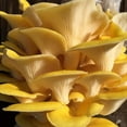 Golden Oyster Mushroom Grain 1 lb. Freshly Made & Ready to Use
