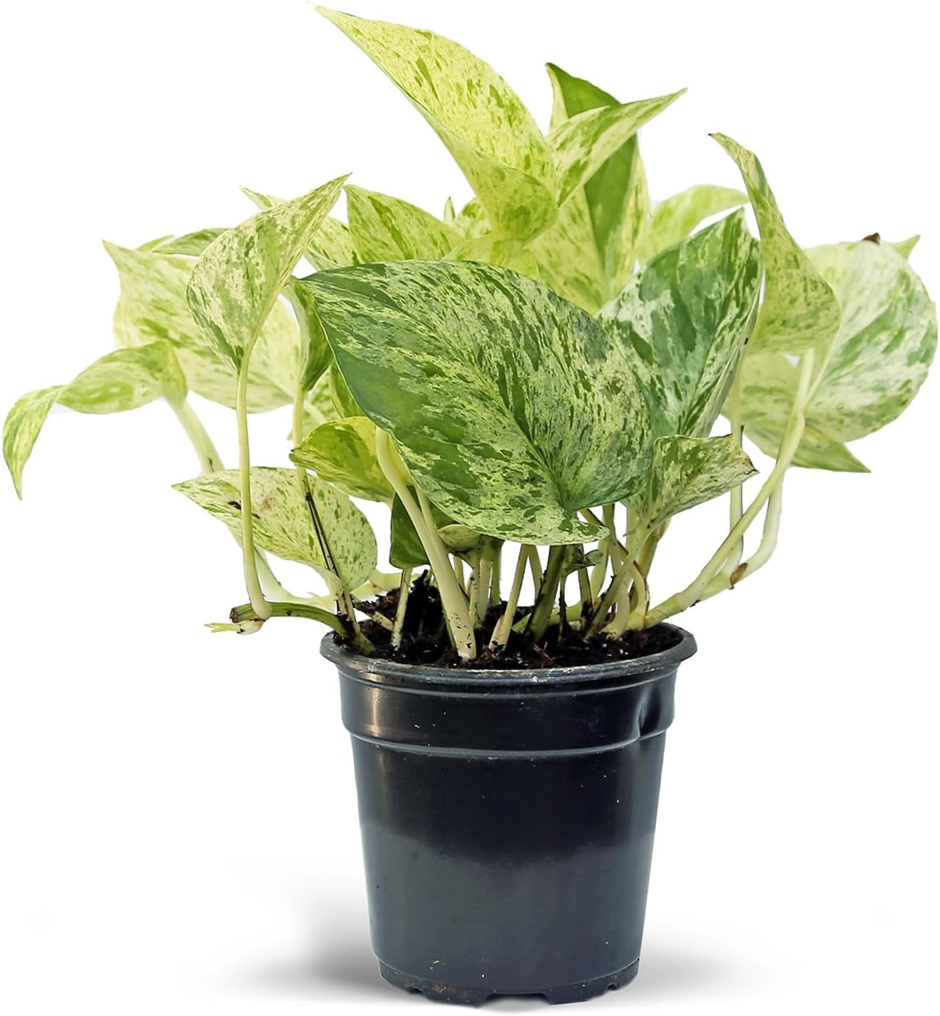Live Marble Queen Pothos, Trailing Potted House Plant, Birthday Gift