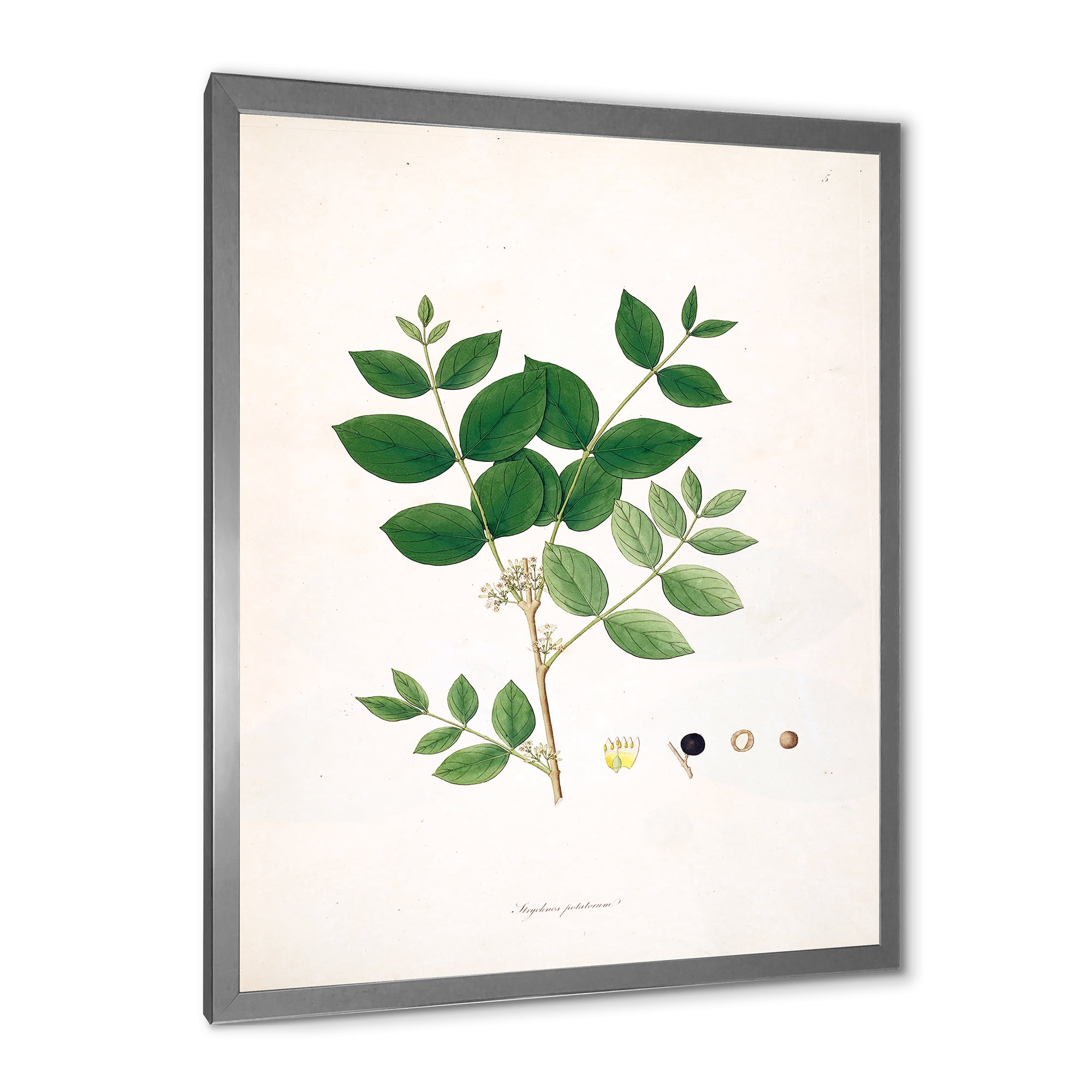 Designart 'Ancient Botanicals VI' Farmhouse Framed Art Print