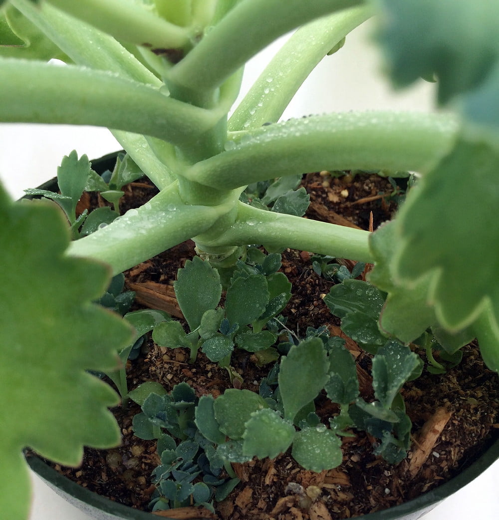 Mother-of-Thousands Plant - Khaleesi Plant - Kalanchoe - 6" Pot