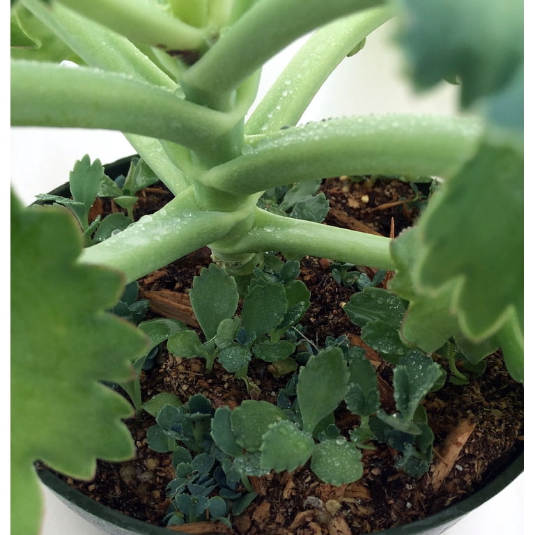 Mother-of-Thousands Kalanchoe Plant - Live Indoor Low Maintenance - 6""  Pot" - Walmart.com