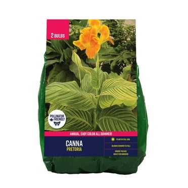 Van Zyverden Canna Pretoria (Set of 2 Dormant Bulbs) Full Sun, Orange, Annual
