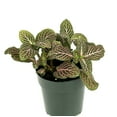 thumbnail image 2 of Fittonia Pink Nerve Plant Live Potted Houseplants Air Purifying, 2.5" Pot…, 2 of 4