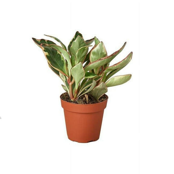 House Plant Dropship 4-PEPEROMIA-GINNY-NURSERY.POT 4 in. Peperomia Ginny Nursery Pot