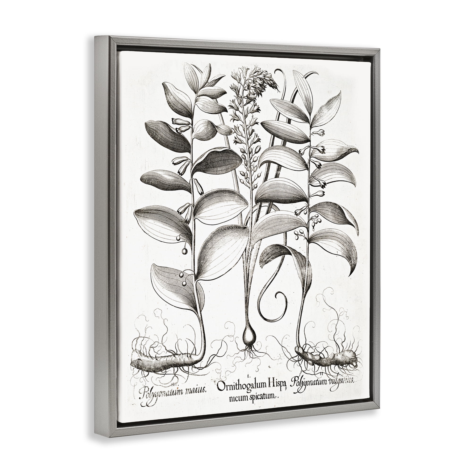 Vintage Botanical Root Study Gray Framed Floater Canvas Wall Art, design by Lettered and Lined