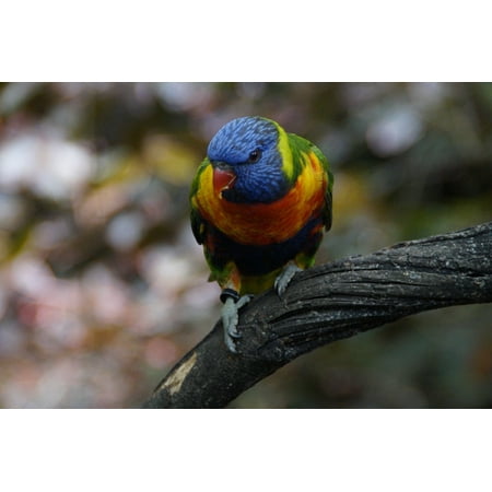 Lory Food - LAMINATED POSTER Lori Birds Bird Aviary Zoo Food Intake Loro Park Poster Print 24 x 36