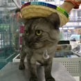 thumbnail image 3 of Pet Straw Hat Funny Mexican Sombrero Cap Party Decoration, Pet Hat for Small Pet/Puppy/Cat, 3 of 6